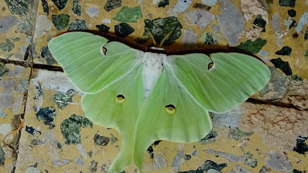 Actias luna CHOVMOT LOV