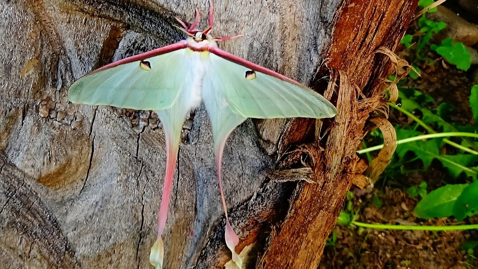 Actias dubernardi – CHOVMOTÝLOV